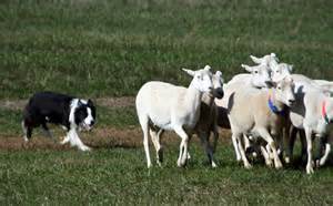Herding dogs are controlled predators NOT sheep dogs.