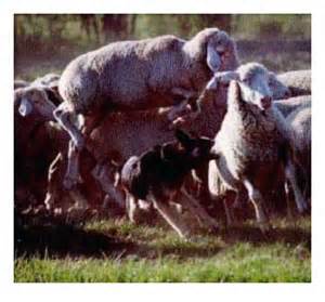 Herding dogs are controlled predators NOT sheep dogs.