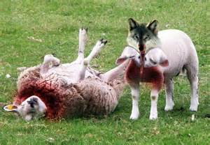 Predators / Wolves will prey upon sheep.