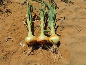 Utah Spanish Sweet onion