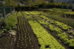 Garden for teotwawki