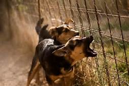 Barking Dogs in fenced yard is good security